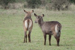 Kobus ellipsiprymnus