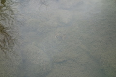 Potamon fluviatile