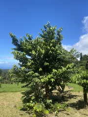 Cananga odorata