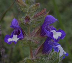 Salvia pisidica