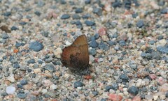 Callophrys augustinus