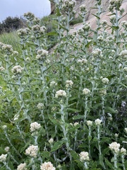 Pseudognaphalium biolettii