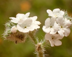 Cryptantha intermedia intermedia