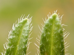 Cryptantha intermedia intermedia