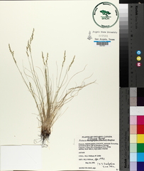 Festuca filiformis