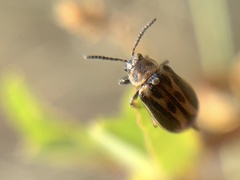 Erynephala subvittata