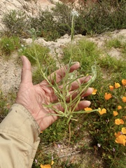 Cryptantha intermedia intermedia