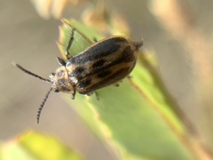 Erynephala subvittata