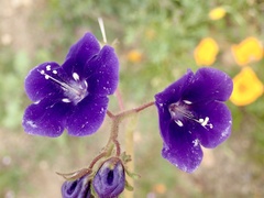 Phacelia parryi
