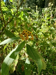 Verbesina oncophora