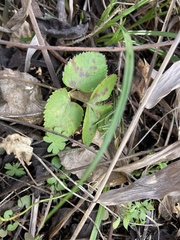 Zizia aurea