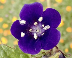 Phacelia parryi