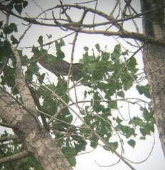 Nycticorax nycticorax
