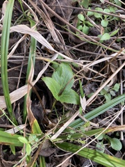 Zizia aurea