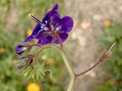 Phacelia parryi