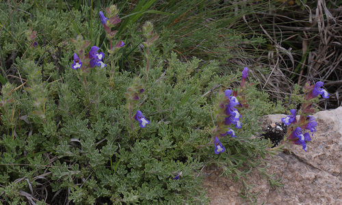 Salvia pisidica · iNaturalist United Kingdom