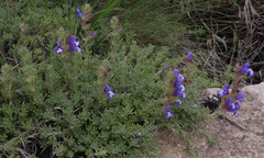 Salvia pisidica