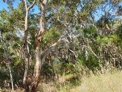 Eucalyptus fasciculosa