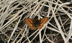 Boloria freija