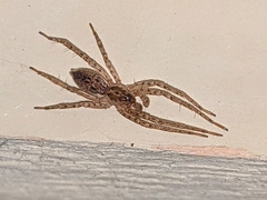 Anyphaena