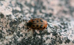 Chrysomela mainensis