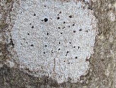 Biscogniauxia atropunctata