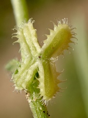 Pectocarya linearis ferocula