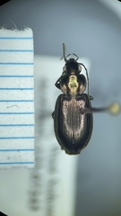 Agonum muelleri