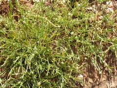 Pectocarya linearis ferocula