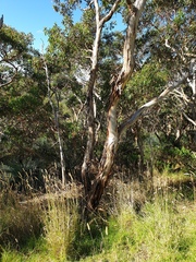 Eucalyptus fasciculosa