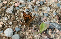 Boloria freija