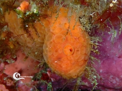 Phorbas fictitius