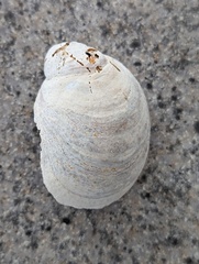 Crepidula fornicata