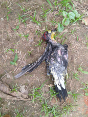 Melanerpes flavifrons