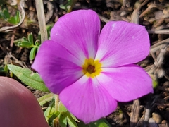 Phlox roemeriana