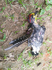 Melanerpes flavifrons