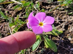Phlox roemeriana