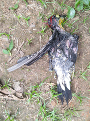 Melanerpes flavifrons