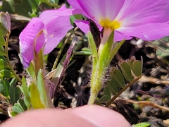 Phlox roemeriana