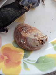 Crepidula fornicata