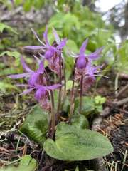 Calypso bulbosa occidentalis