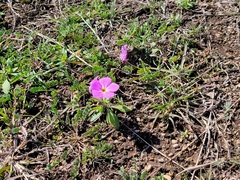 Phlox roemeriana