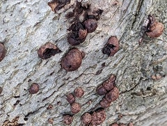 Hypoxylon fragiforme