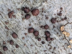 Hypoxylon fragiforme