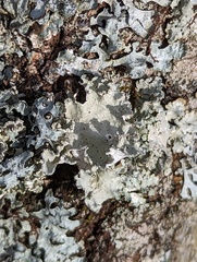 Physcia millegrana