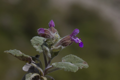 Salvia multicaulis