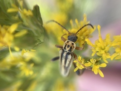 Chauliognathus scriptus