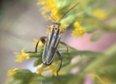 Chauliognathus scriptus