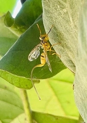 Toxotrypana curvicauda