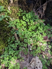 Chaerophyllum procumbens